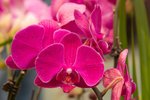 Flower_Exhibition_2007_009