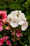 Flower_Exhibition_2007_010
