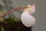 Flower_Exhibition_2007_012