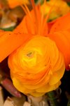 Flower_Exhibition_2007_014