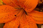 Flower_Exhibition_2007_015