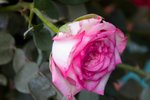Flower_Exhibition_2007_016