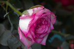 Flower_Exhibition_2007_017