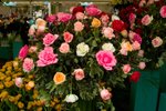 Flower_Exhibition_2007_018