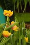 Flower_Exhibition_2007_019