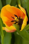 Flower_Exhibition_2007_020