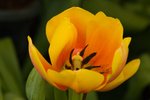 Flower_Exhibition_2007_021