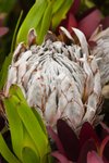 Flower_Exhibition_2007_022