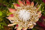 Flower_Exhibition_2007_023