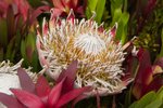 Flower_Exhibition_2007_024