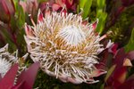 Flower_Exhibition_2007_025