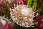 Flower_Exhibition_2007_026