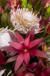 Flower_Exhibition_2007_027