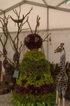 Flower_Exhibition_2007_028