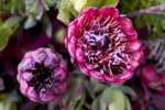 Flower_Exhibition_2007_029