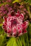 Flower_Exhibition_2007_031