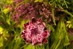 Flower_Exhibition_2007_032