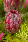 Flower_Exhibition_2007_033