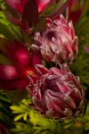 Flower_Exhibition_2007_034