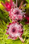 Flower_Exhibition_2007_035