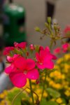 Flower_Exhibition_2007_051