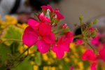 Flower_Exhibition_2007_052