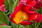 Flower_Exhibition_2007_053