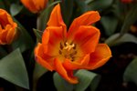 Flower_Exhibition_2007_054
