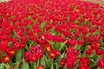 Flower_Exhibition_2007_055