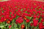 Flower_Exhibition_2007_056