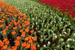 Flower_Exhibition_2007_057