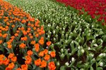 Flower_Exhibition_2007_058