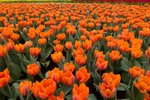 Flower_Exhibition_2007_059