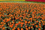 Flower_Exhibition_2007_060