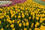 Flower_Exhibition_2007_061