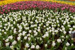 Flower_Exhibition_2007_062