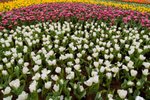 Flower_Exhibition_2007_063