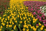 Flower_Exhibition_2007_064