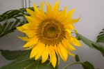 Flower_Exhibition_2007_067