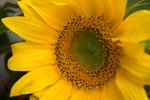 Flower_Exhibition_2007_068