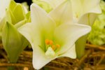 Flower_Exhibition_2007_075