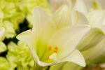 Flower_Exhibition_2007_076