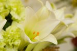 Flower_Exhibition_2007_077