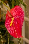 Flower_Exhibition_2007_081