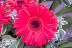 Flower_Exhibition_2007_083