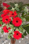 Flower_Exhibition_2007_084