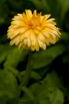 Flower_Exhibition_2007_085