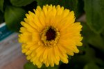 Flower_Exhibition_2007_087