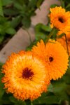 Flower_Exhibition_2007_089