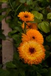 Flower_Exhibition_2007_090
